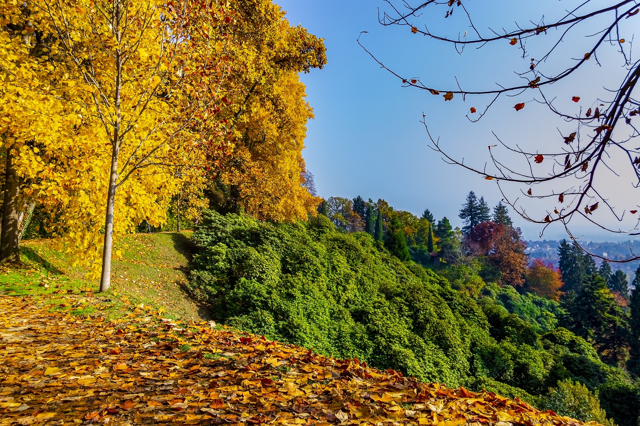 Foliage in the Public Park of Burcina (Biella, Piedmont, Italy).